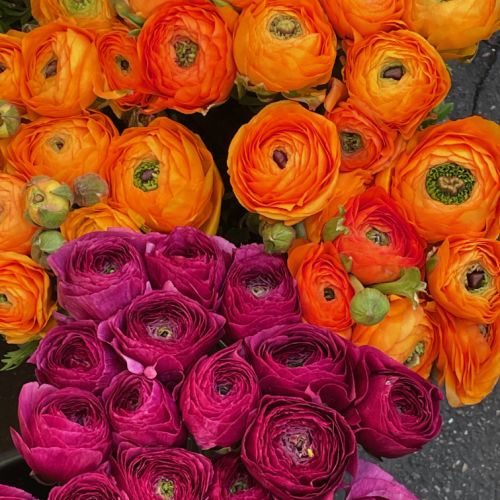 Collections - Renoncules © 1