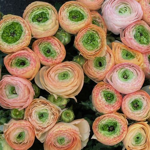 Collections - Renoncules pastel © 6