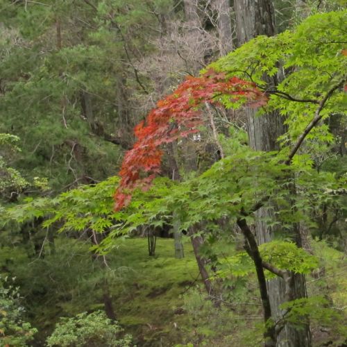 Collections - Jardin Saihoji © - 1
