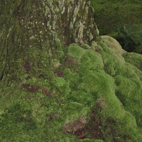 Collections - Moss in Saihoji © - 6