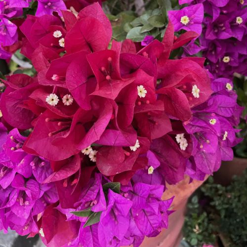 Collections - Bougainvilliers © 1