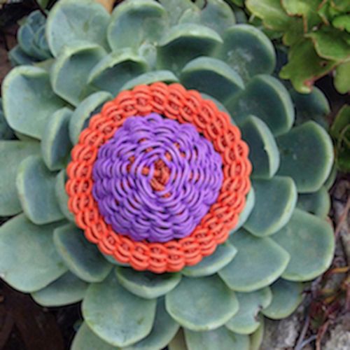 Collections - Bouton de cactus © - 3