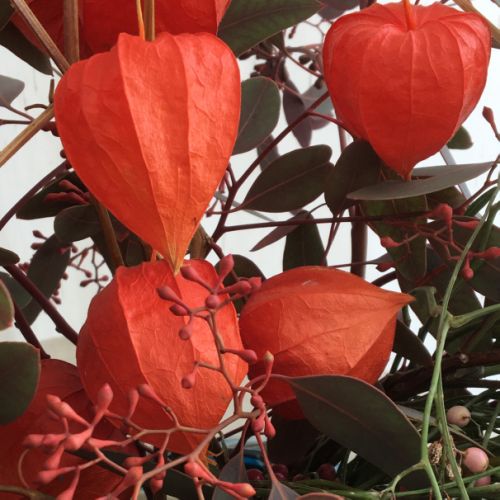 Collections - Bouquet d'eucalyptus & physallis © - 6