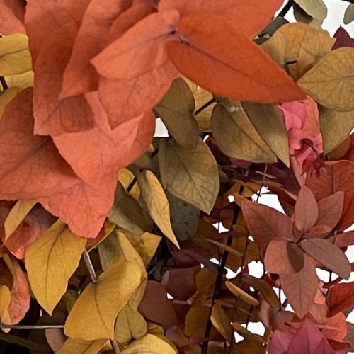 Collections - Bouquet d'eucalyptus © -2